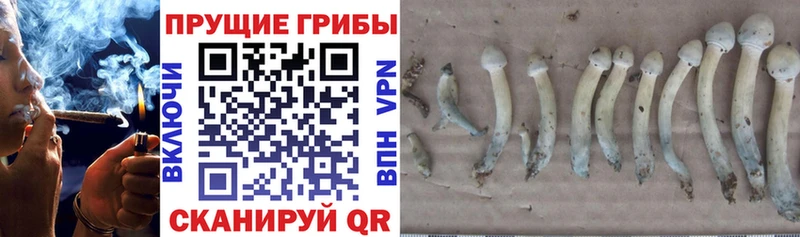 Купить  Печора  Галлюциногенные грибы прущие грибы 